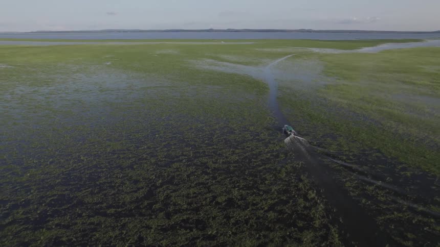 Aerial view of a vast green wetland with winding water channels with a boat cutting through the vegetation