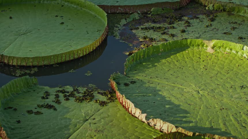 Closeup of giant water lily leaves on the water