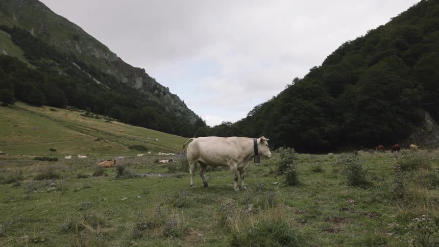 A cow stands in a grassy valley surrounded by hills and trees