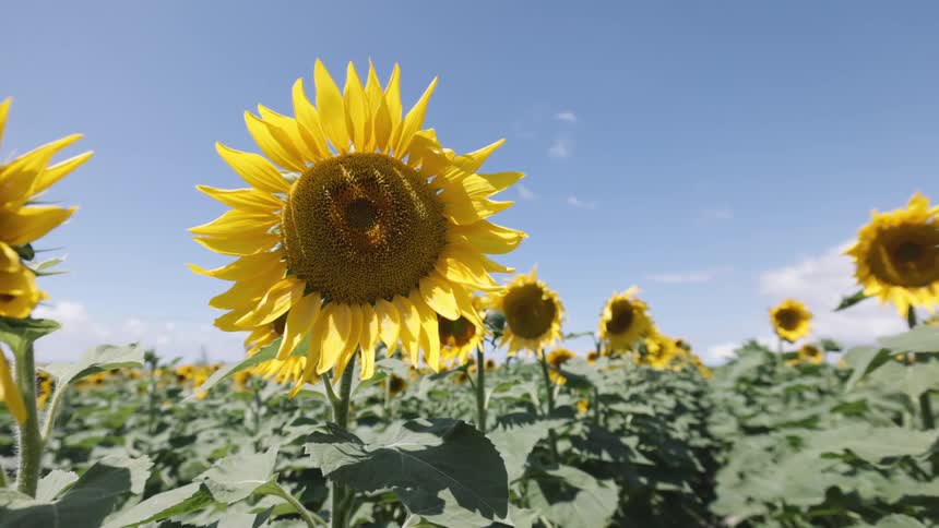 Sunflower field under a clear blue sky