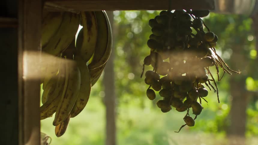 Plantains and mangoes hang outside a cottage in the woods with cutlery hanging on the wall at midday