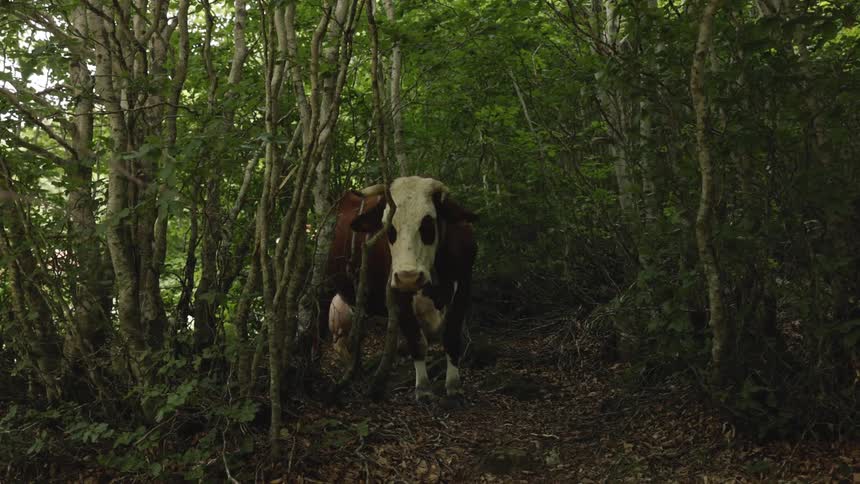 A view of a forest shows a brown and white cow with large horns standing in a clearing scratching its neck against the vegetation looking directly at the camera