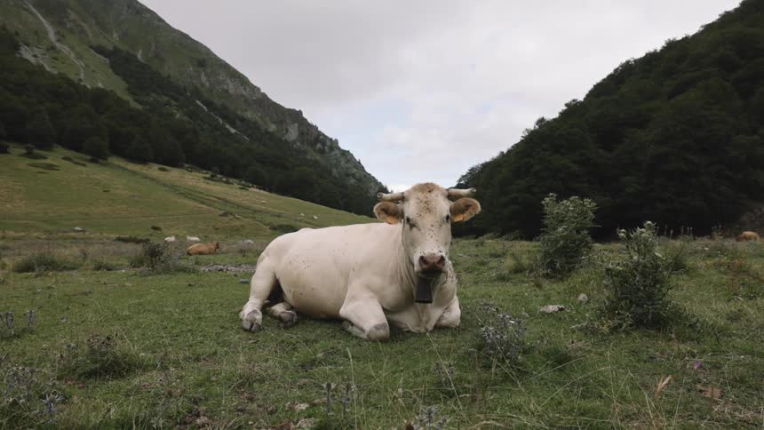 A white cow lying on a grassy ground between some mountains
