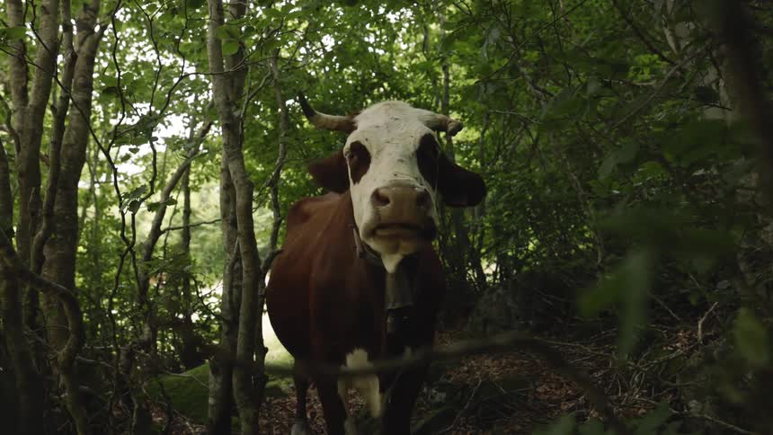 A brown cow stands in the woods at midday chewing food