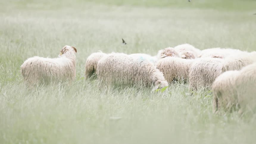Sheep graze in tall green grass as a bird flies past