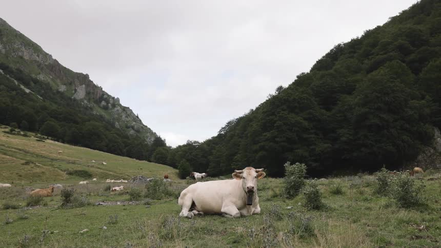 Cows graze on a grassy pasture surrounded by mountains