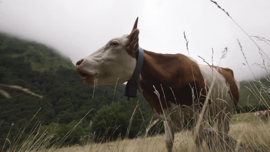 A brownandwhite cow grazes among tall dry grass and rocks in a misty mountain meadow