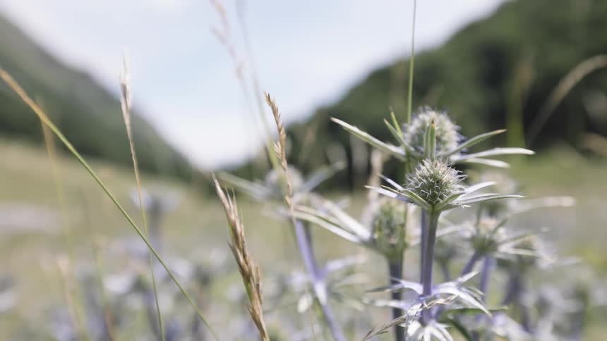 Grasses cover a field surrounded by hills at midday