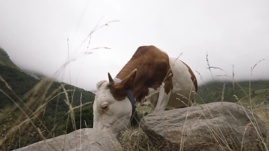 A large brown and white cow with horns and a bell grazes on a rocky mountain pasture on a foggy day