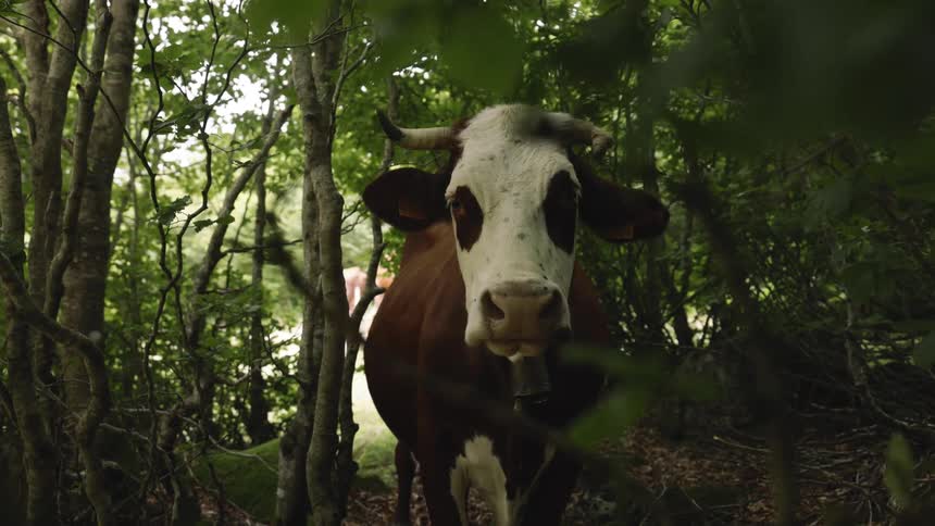 A brown and white cow with horns stands among the trees and bushes looking directly at the camera the video captures the cow in a static position within the forest