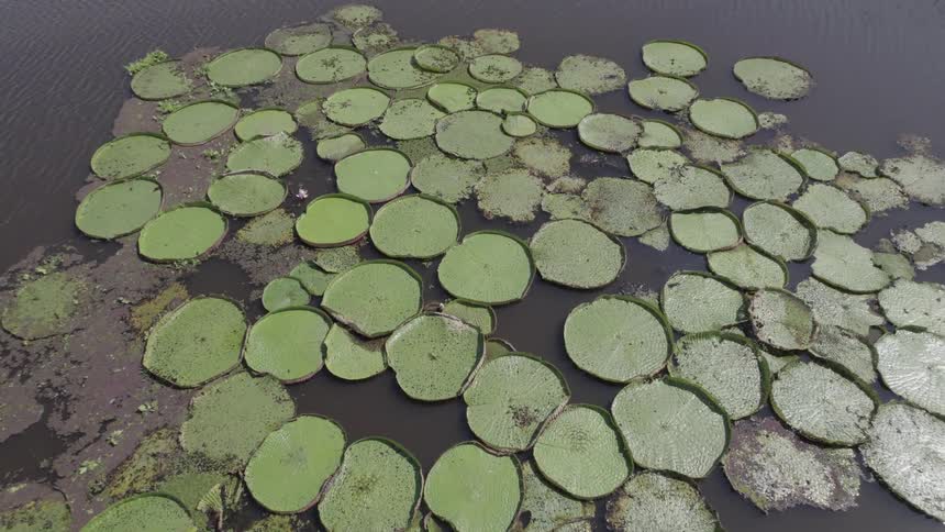 Aerial view of giant water lilies in a lake