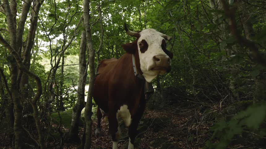 A cow stands in a forest its brown and white head and face visible as it looks directly at the camera the cows face is mostly white with brown markings around the eyes