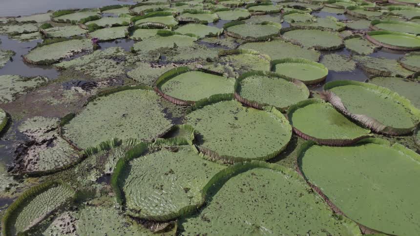 Several water lilies on top of a body of still water and piled on top of each other