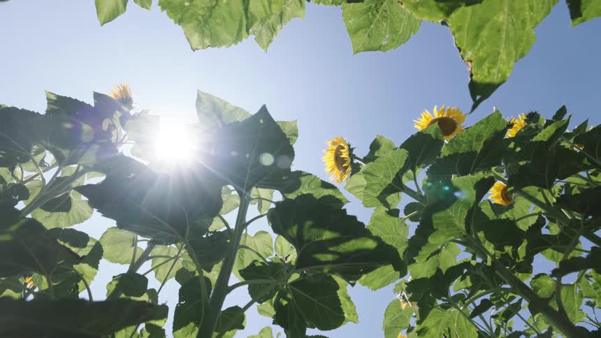A garden filled with plants and sunflowers under a sunny day with a clear blue sky