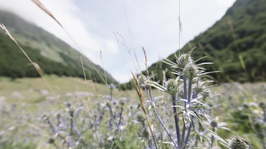 Closeup of spiky wildflowers in a sunlit mountain meadow with green hills rising on either side