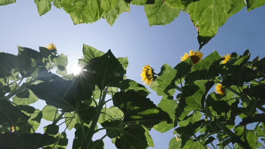 A view from a low angle shows the large green leaves and yellow flowers of several sunflowers as a bright sun shines in the clear blue sky above them