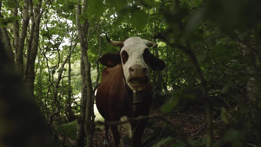 Cow chewing grass in a forest