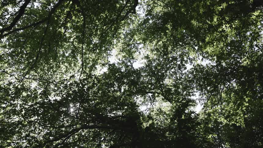 A forest canopy with sunlight filtering through the leaves