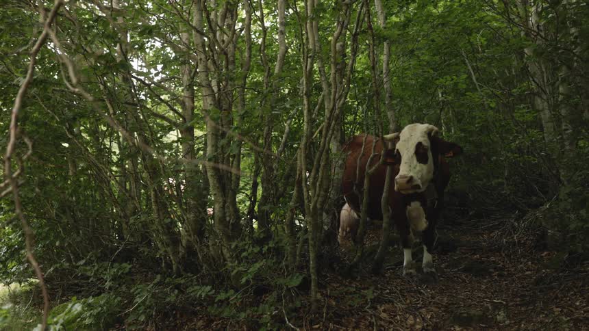 A static shot shows a brown and white cow with long horns standing in a dense forest the cow is partially hidden by thick green foliage and trees and it stares directly at the camera
