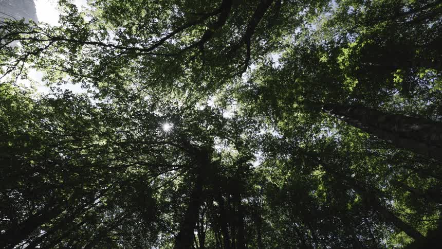 Sunlight filters through the dense green canopy of tall trees