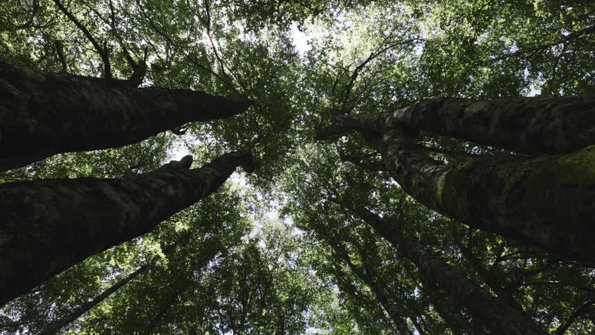 Sunlight filters through the green canopy as tall tree trunks rise toward the sky