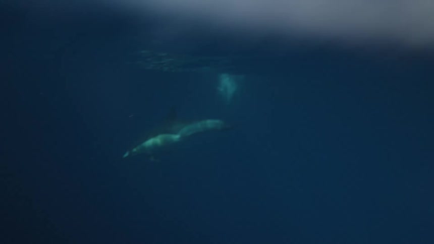 Aquatic animal swims deeper after submerging