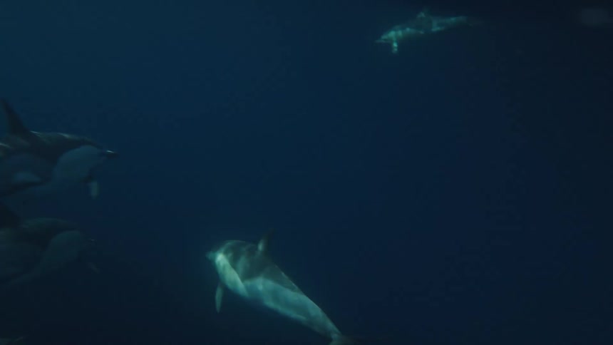 Pod of dolphins swimming in deep waters