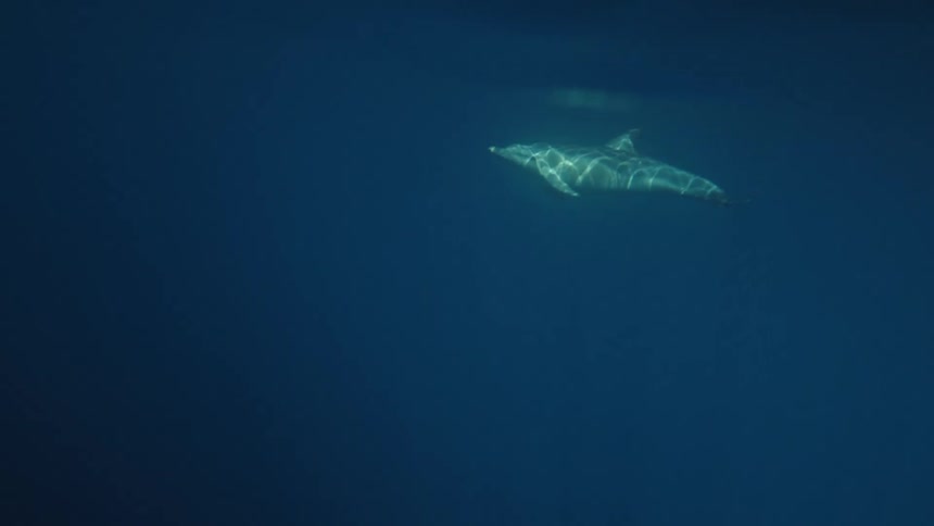 A shot from underwater shows two dolphins swimming horizontally in the deep blue ocean the sunlight from the surface creates a bright shimmering patch on the back of one of the dolphins