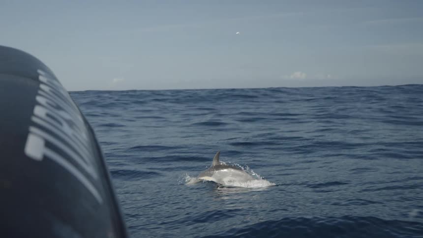 A dolphin dives in and out of the ocean surface during daytime