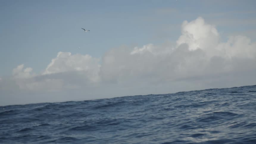 Waves cross the ocean under a bright sky with seabirds above