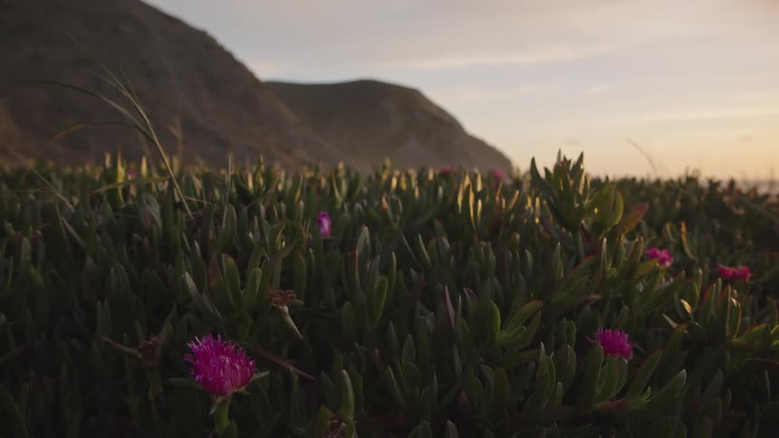 Purple flowers among foliage with a cliff in the background