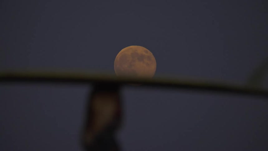 Surfer woman walking and carrying her surfboard with a big fin under the full moon light at night