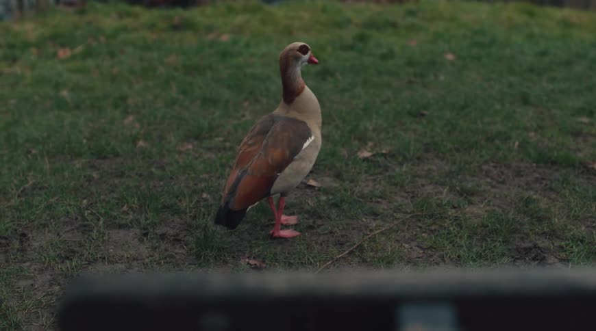 Ducks walk on grass near a lake
