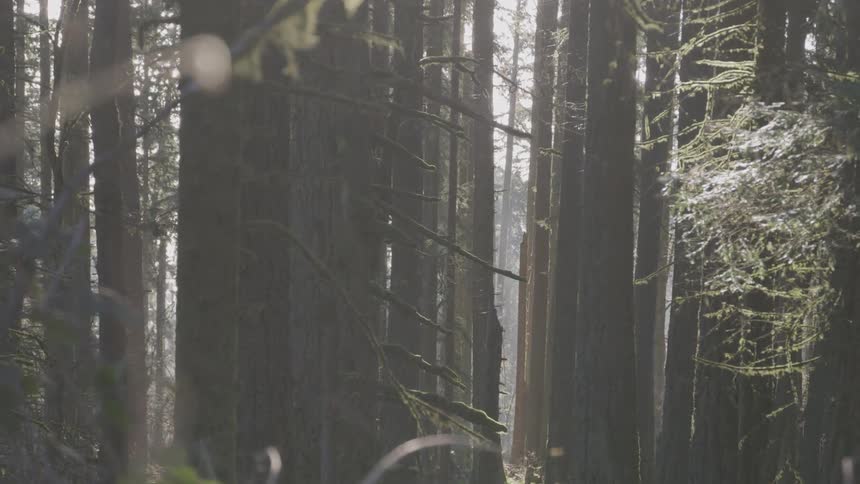 Sunlight shines through a foggy forest while frost coats the branches