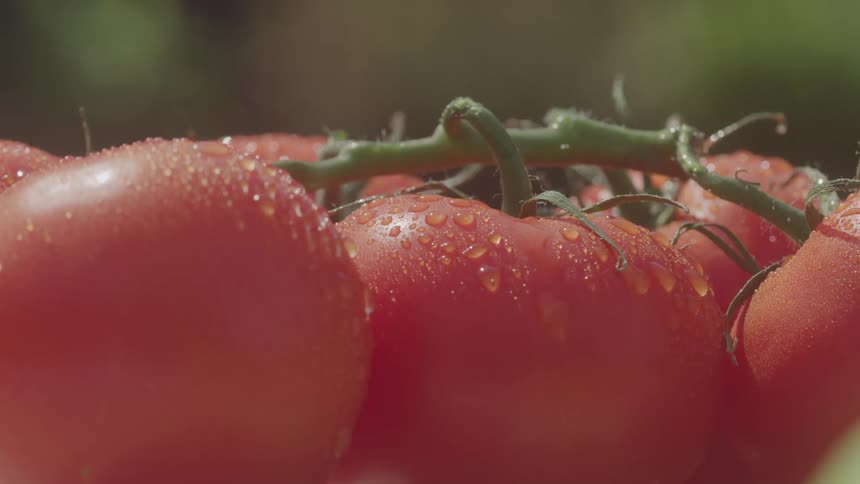 A macro shot focuses on a bunch of bright red tomatoes with green stems still attached the tomatoes are covered in small glistening droplets of water with one in the center being particularly in focus