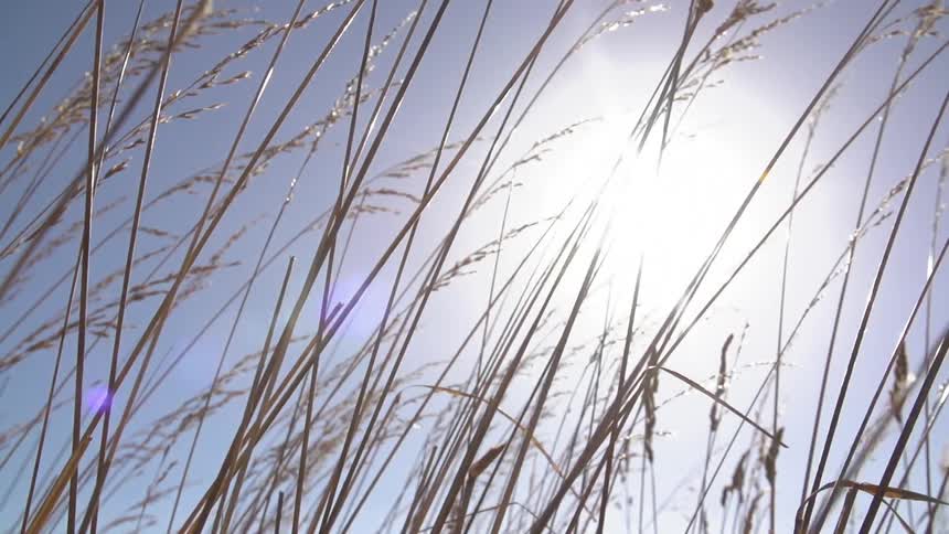The sun shines down on tall grass
