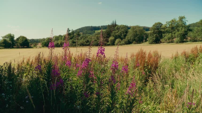 A wide grassland surrounded by trees with a patch of pink flowers in bloom at midday
