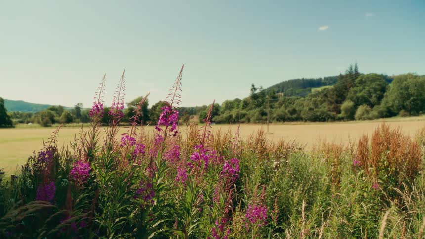 Pink fireweed grows near a grassland on a sunny summer day