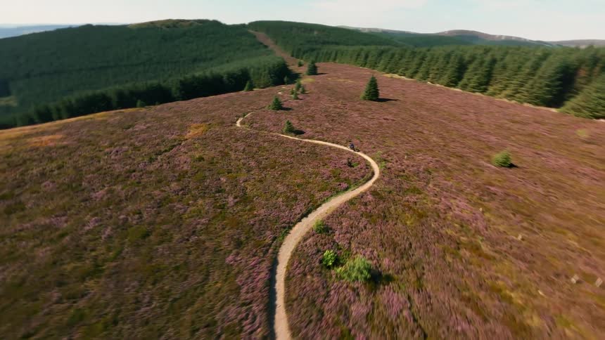 Cyclist rides along a narrow trail surrounded by flowering fields and hills