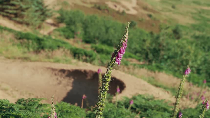 A tall pink wildflower stands in sharp focus against a blurred backdrop of a dirt trail and green foliage