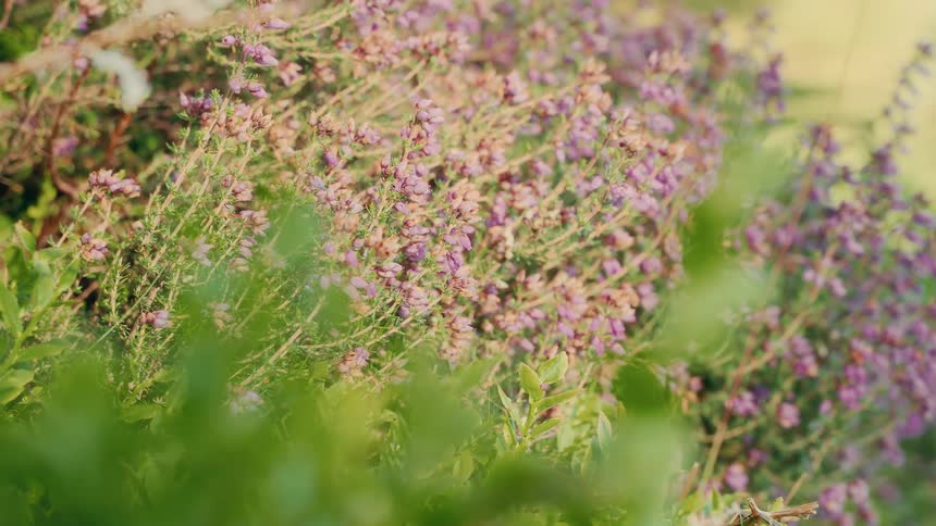 Some plants with purple flowers in a field that are moving because of the wind