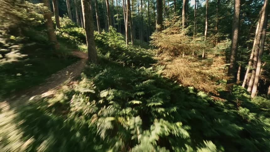 Shaded trail cuts through dense forest lit by sun rays