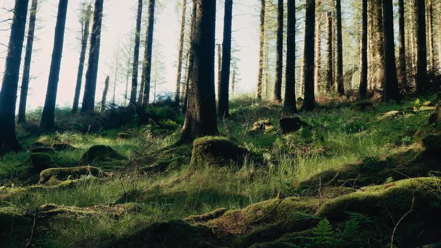 Sunlight filters through pine trees in a mossy forest