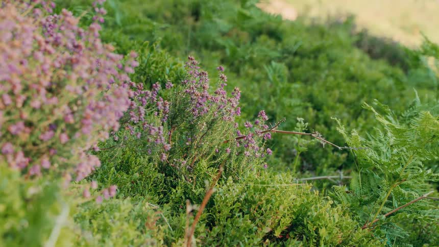 The video shows a static closeup shot of green bushes and plants there are also some bushes with light purple flowers visible in the frame the video has a watermark that reads filmsupply