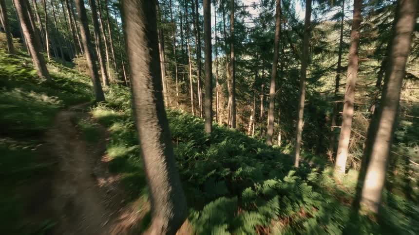 Tall trees rise above a lush forest floor covered in dense green ferns