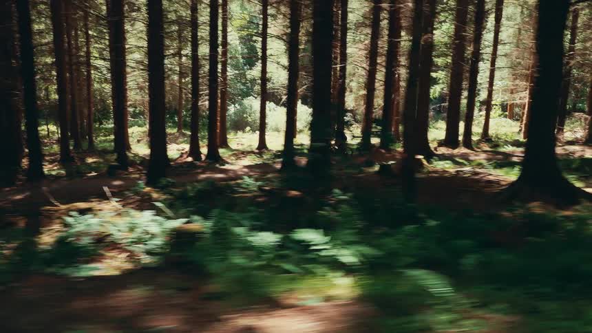 A cyclist rides through a forest trail