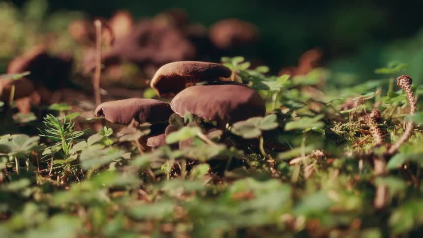 The video shows a closeup shot of a cluster of brown mushrooms growing on the forest floor the ground is covered in green moss and small plants and the video has a watermark that reads filmsupply