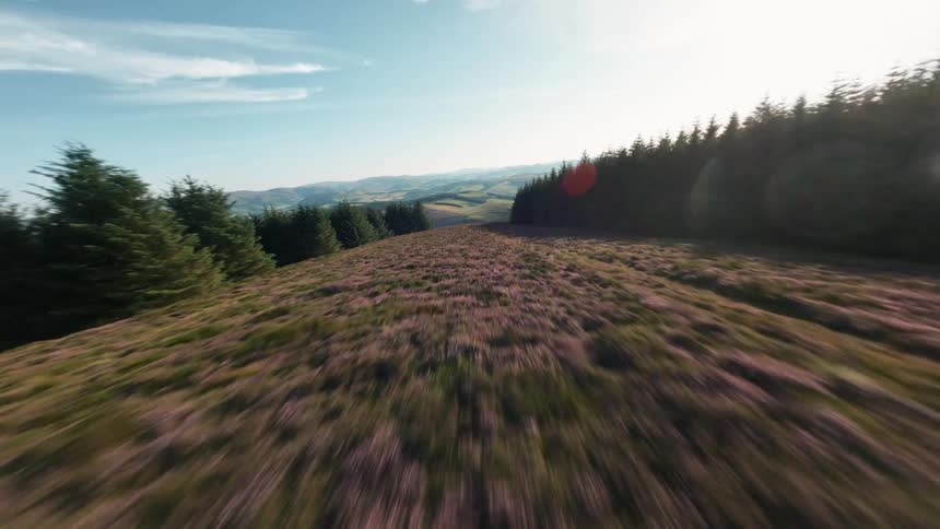 A wide forest landscape stretches beneath a bright sky