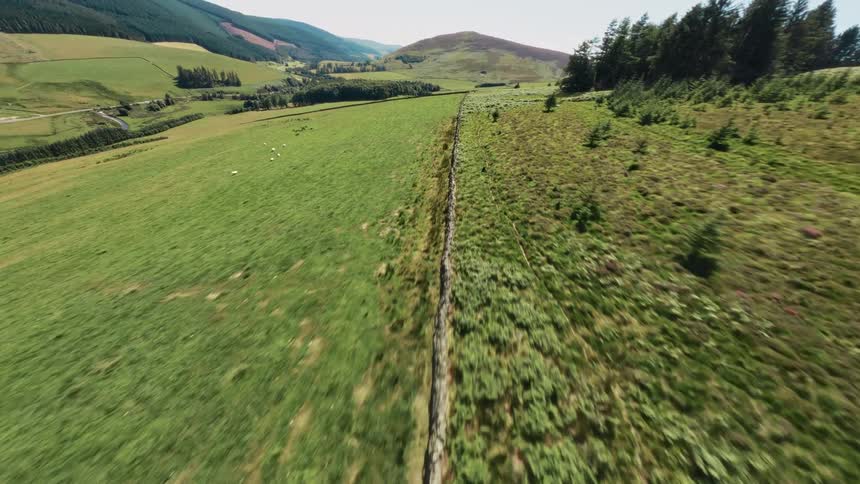 Sheep move in a pasture enclosed within stone walls in the rural countryside located near hills and woods
