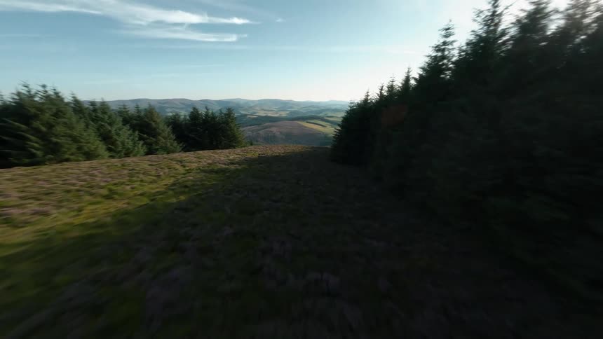 A grassy ridge bordered by dense pine trees opens to a sweeping view of rolling hills under a clear sky